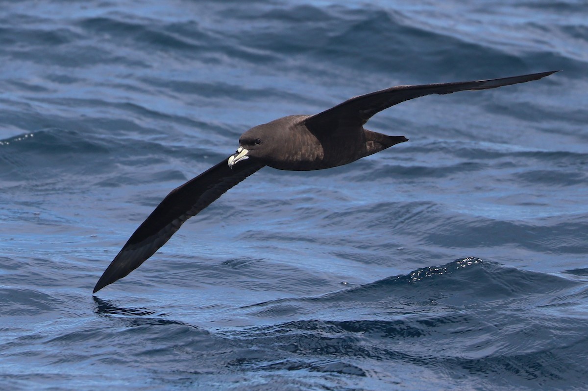 Beyaz Gıdılı Yelkovan - ML647465575