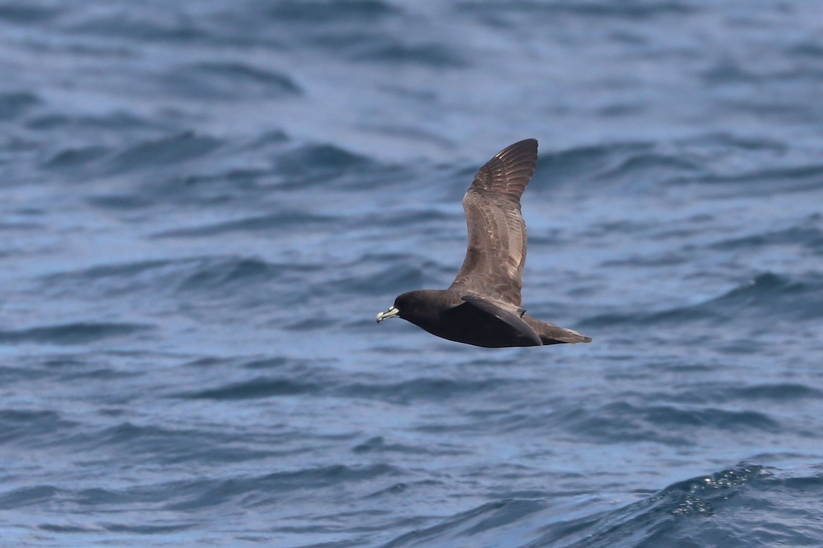 Beyaz Gıdılı Yelkovan - ML647465576