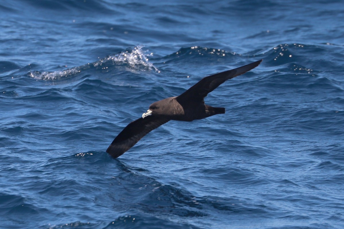 Beyaz Gıdılı Yelkovan - ML647465577