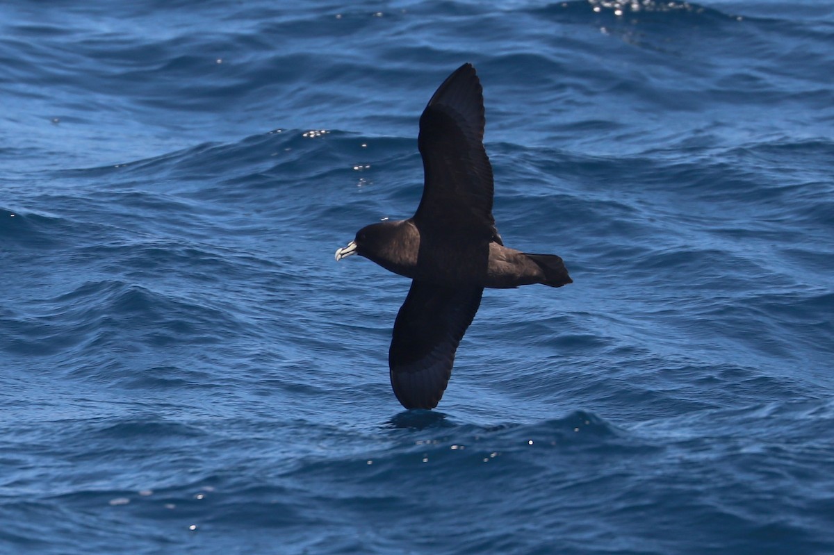 Beyaz Gıdılı Yelkovan - ML647465578