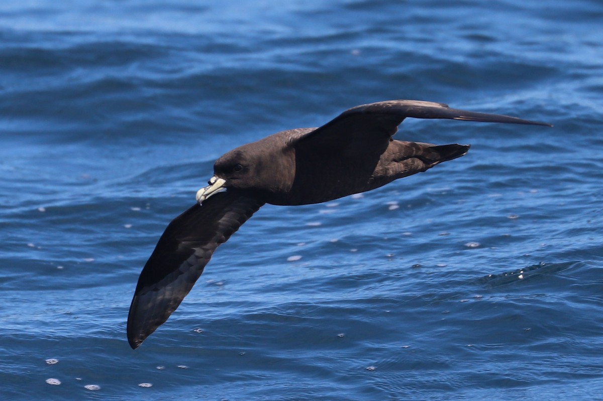 Beyaz Gıdılı Yelkovan - ML647465579