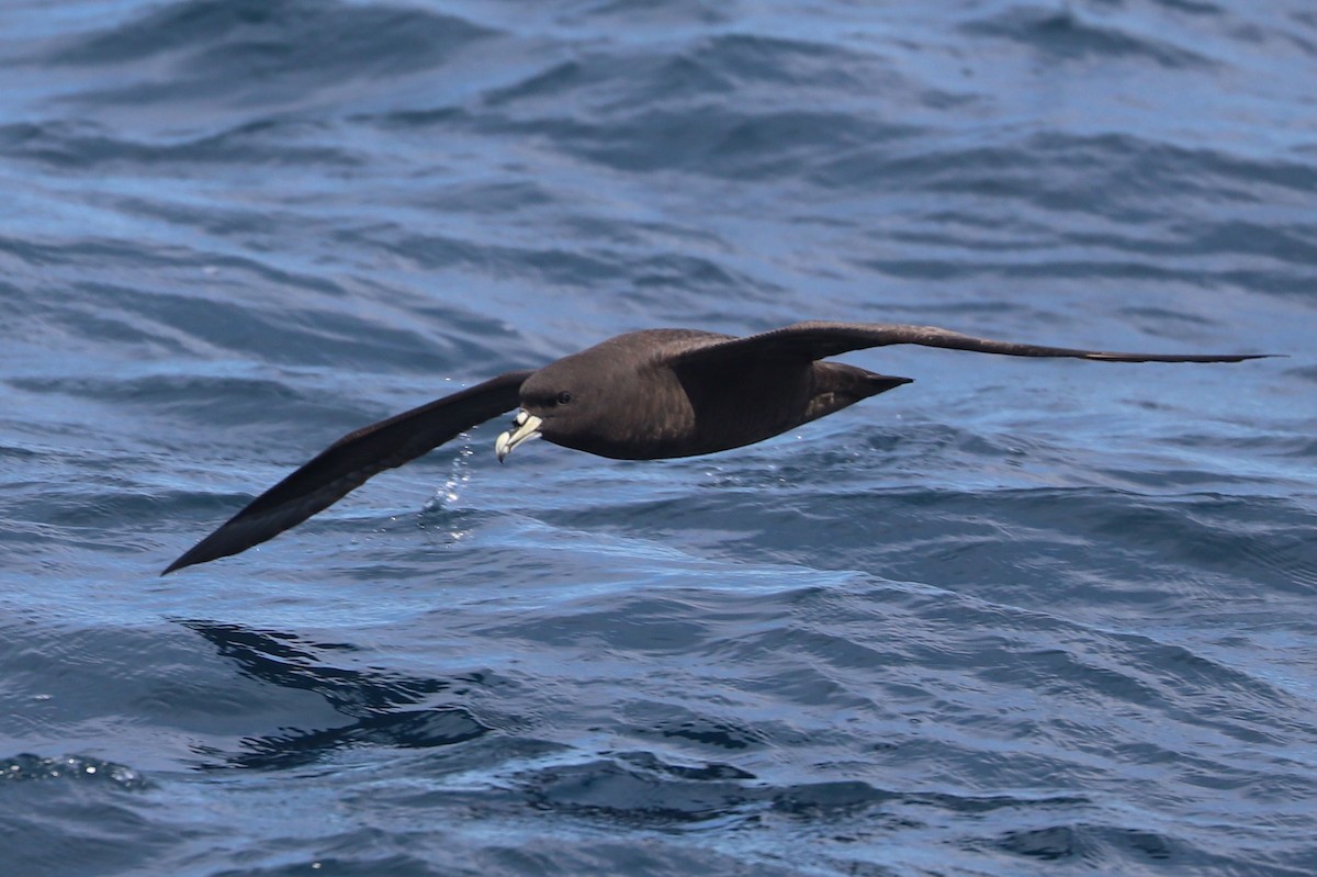 Beyaz Gıdılı Yelkovan - ML647465580