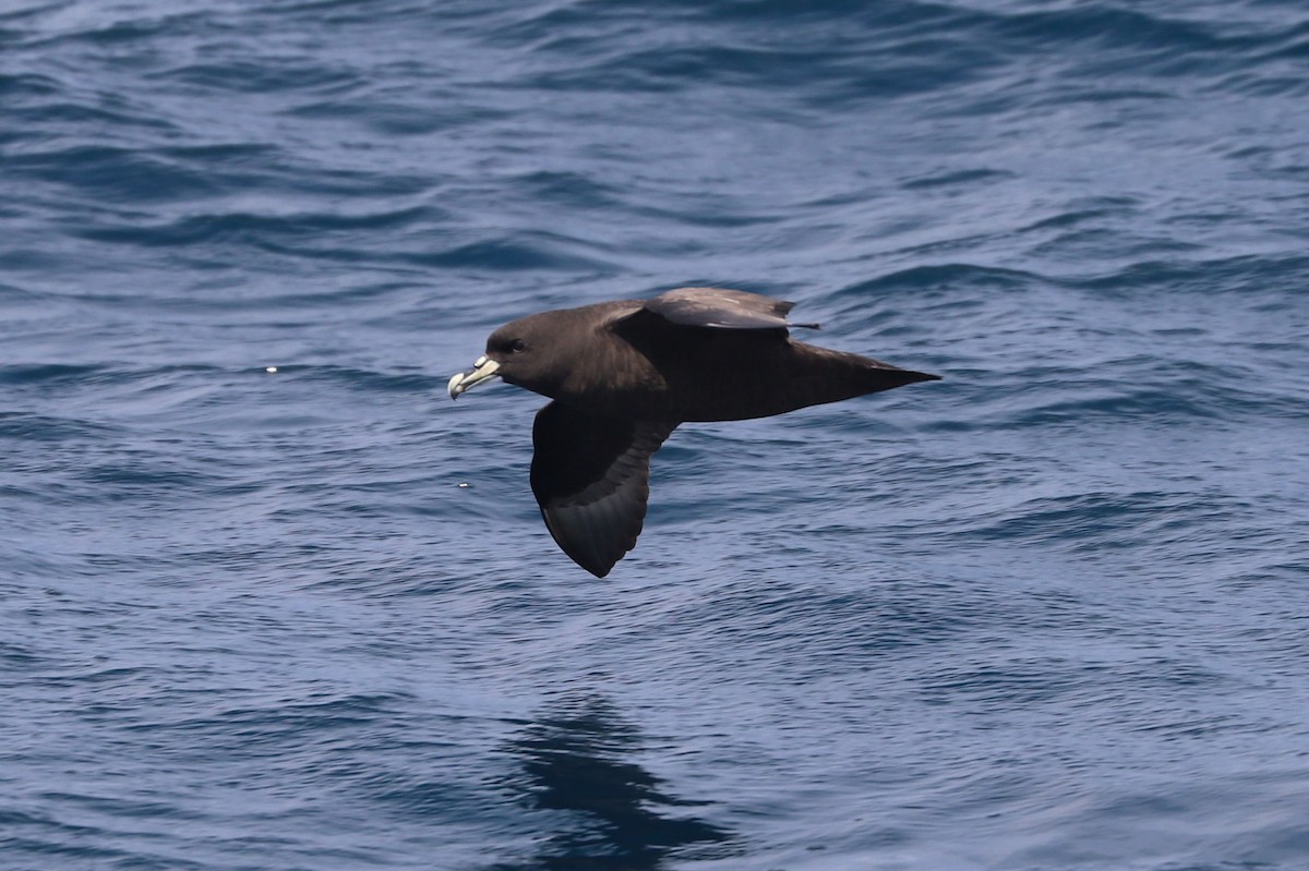 Beyaz Gıdılı Yelkovan - ML647465581