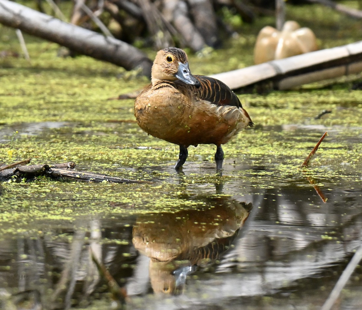 Малая древесная утка - ML647465625