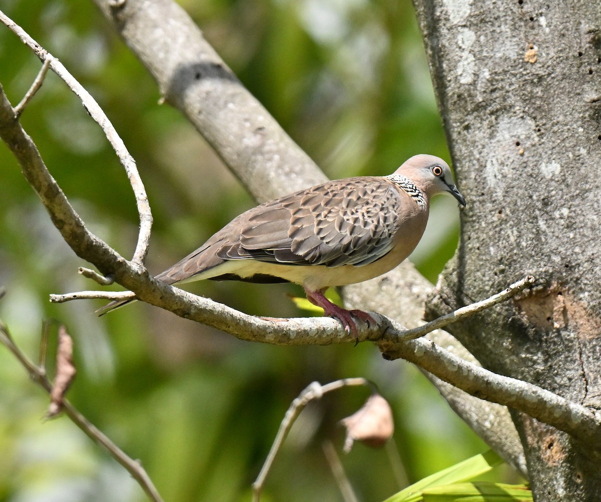 Китайская горлица - ML647465630