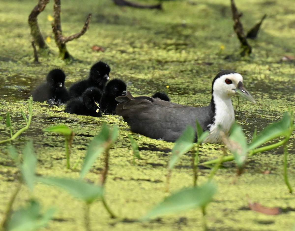 Белогрудый погоныш - ML647465650