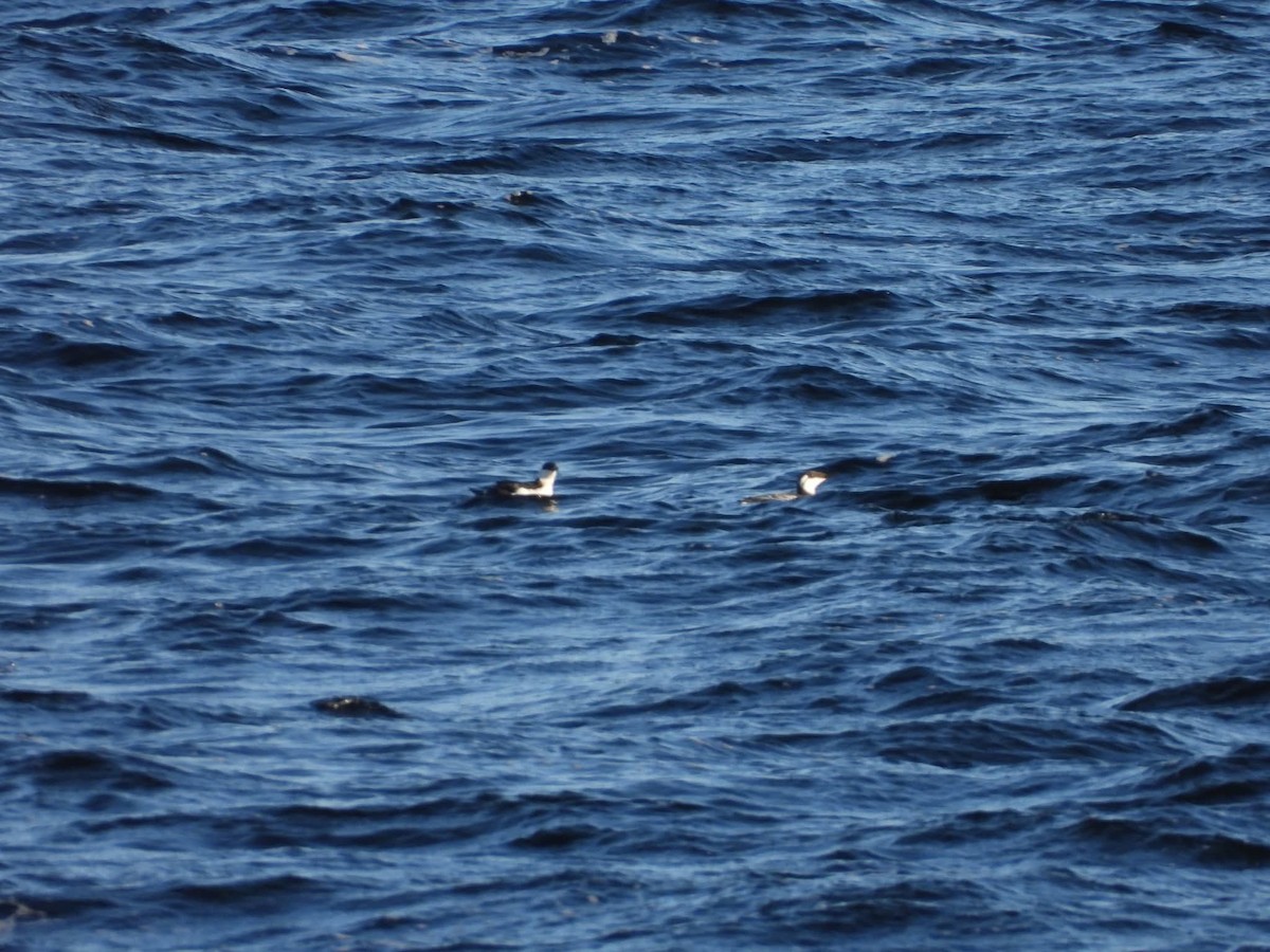 Common Murre - ML647465662