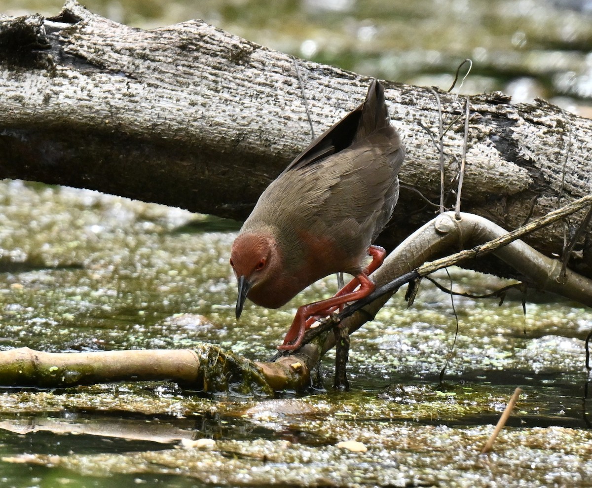 Красноногий погоныш - ML647465664