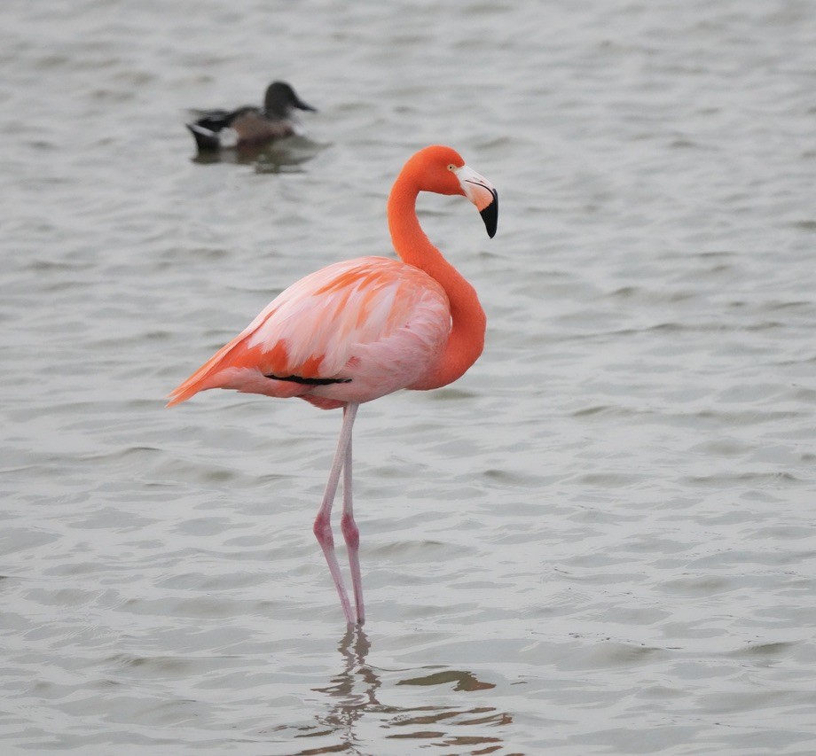 American Flamingo - ML647465668