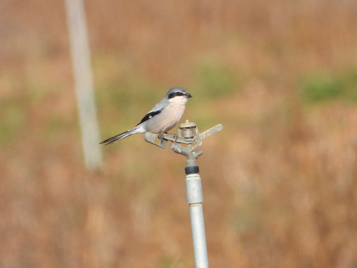 Iberian Gray Shrike - ML647465672