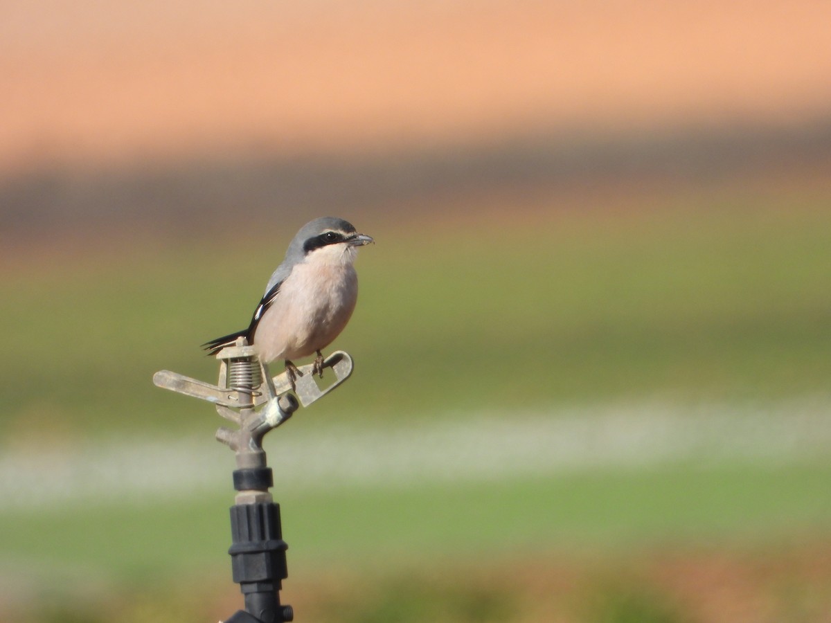 Iberian Gray Shrike - ML647465673