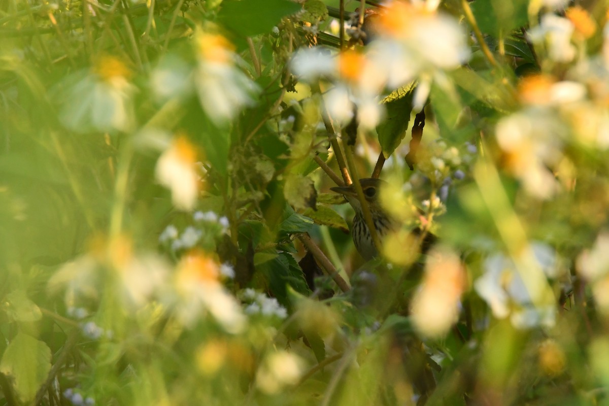 cvrčilka žíhaná - ML647465680