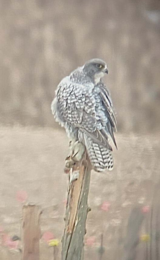 Gyrfalcon - ML647465690