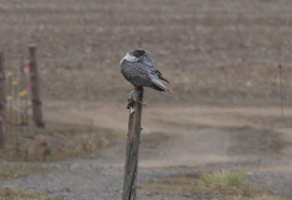 Gyrfalcon - ML647465691