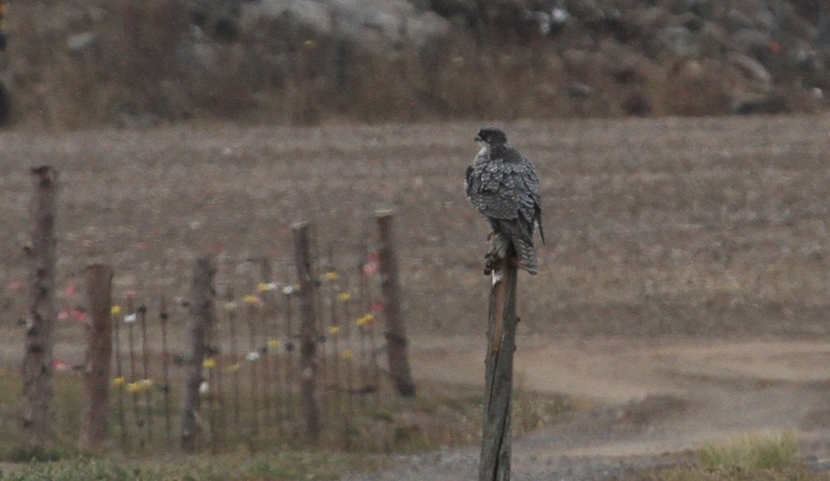 Gyrfalcon - ML647465692