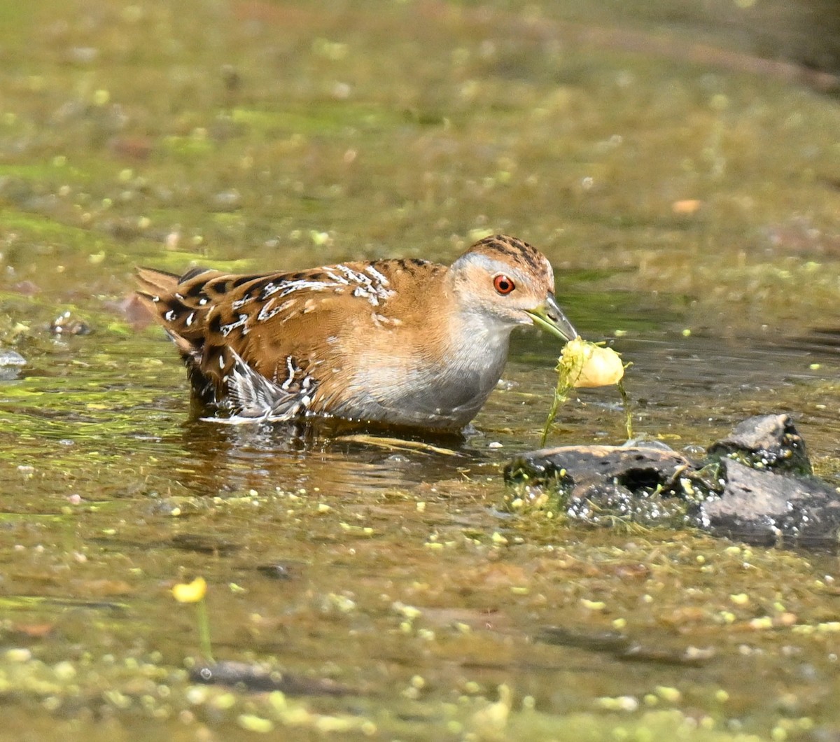 chřástal nejmenší - ML647465694