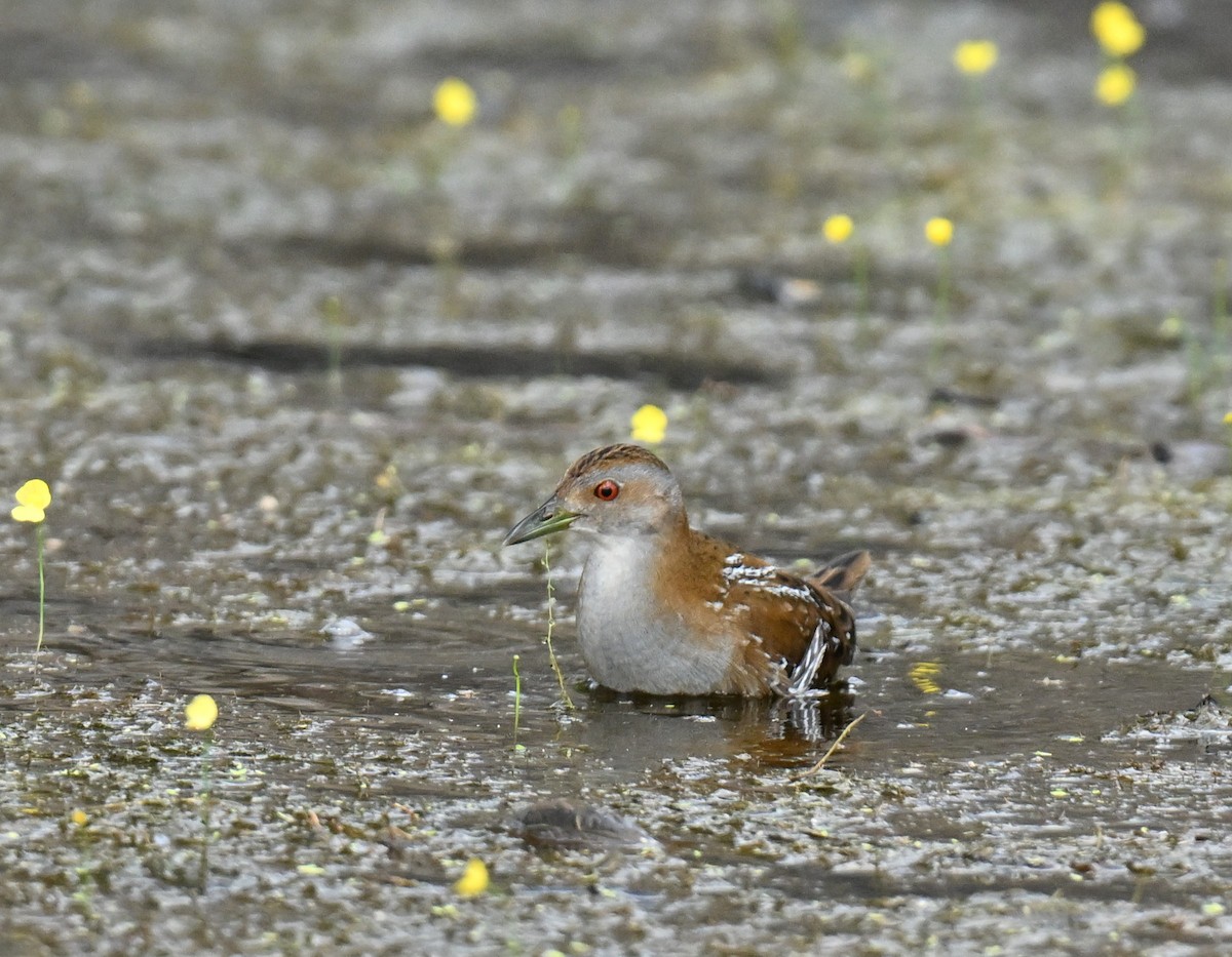 chřástal nejmenší - ML647465695