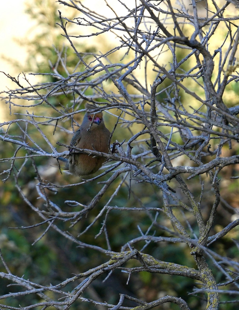 Red-faced Mousebird - ML647465709