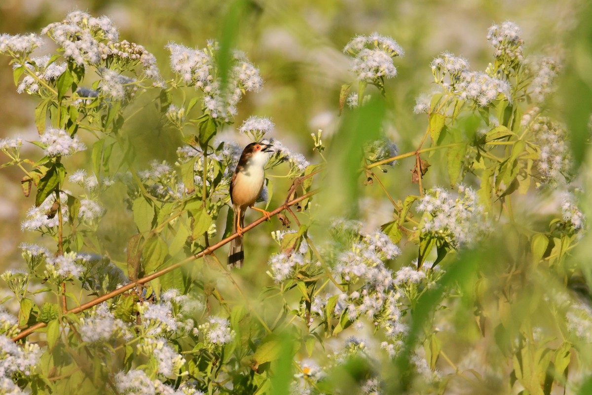 Timalí Ojigualdo - ML647465718