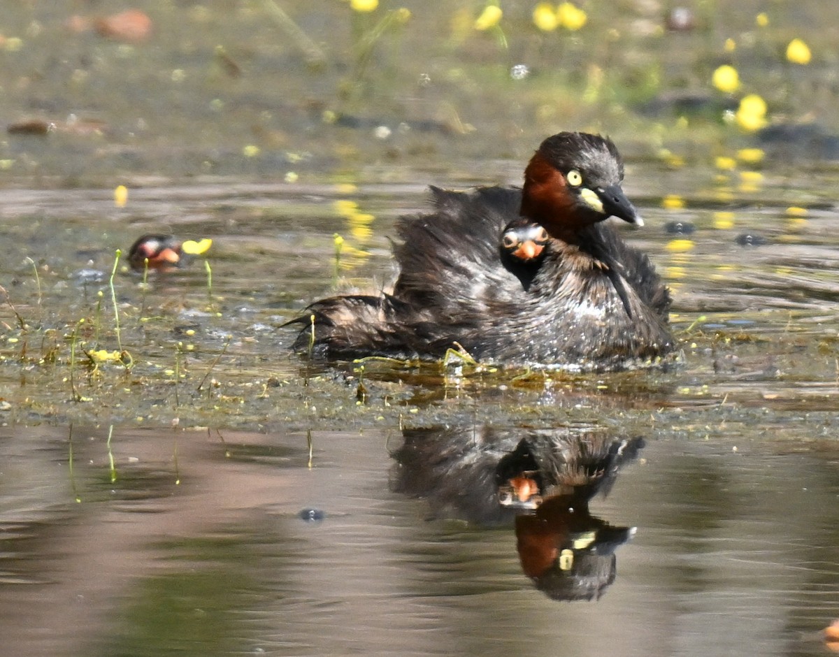 potápka malá - ML647465720