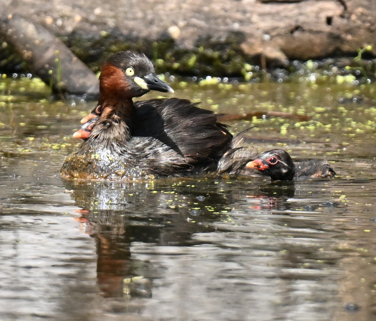 potápka malá - ML647465721