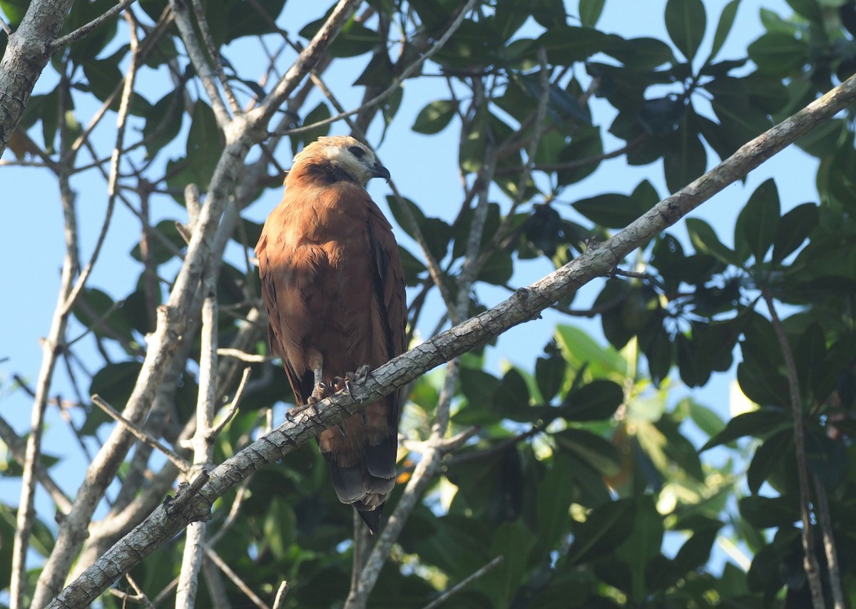 Black-collared Hawk - ML647465725