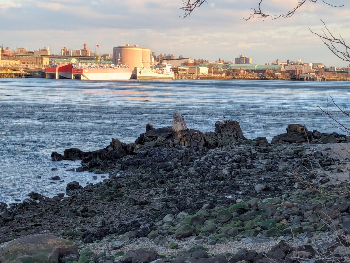 שחף בלתי-מזוהה - ML647465726