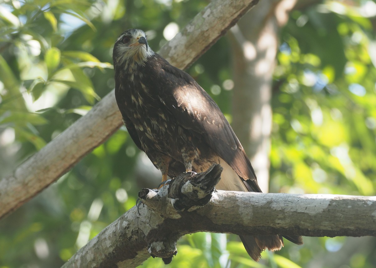 Snail Kite - ML647465730