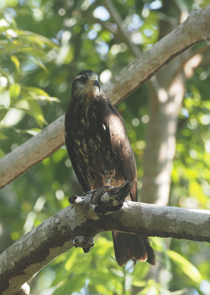 Snail Kite - ML647465731