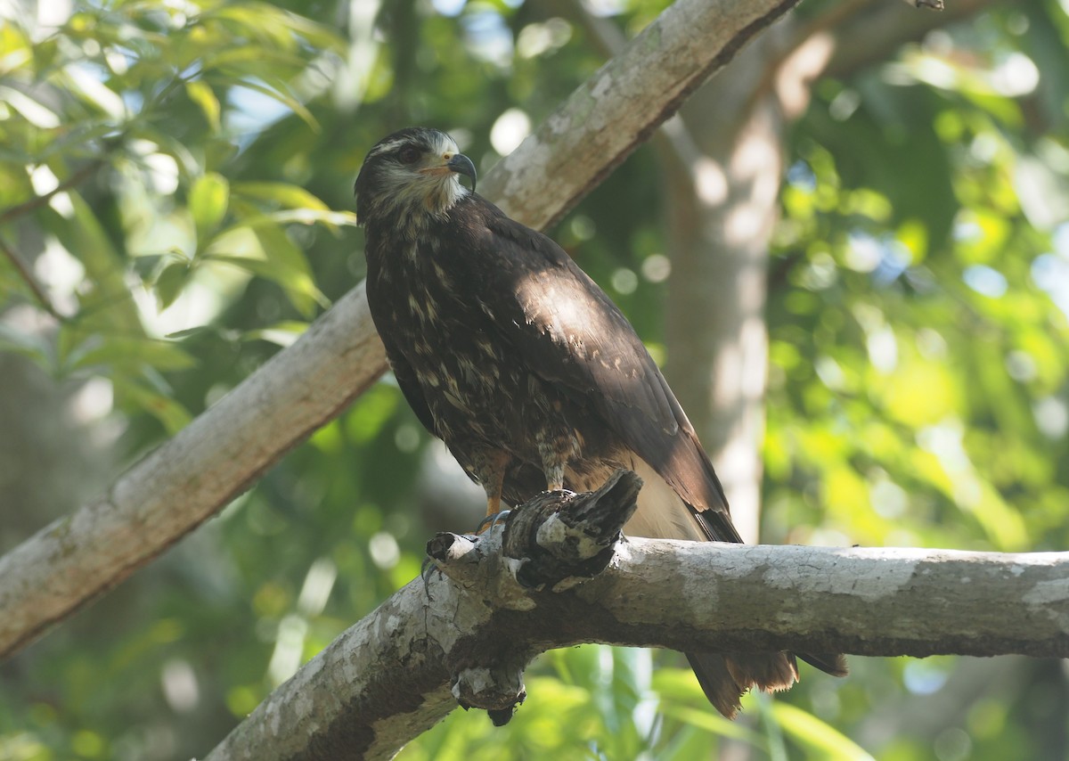 Snail Kite - ML647465732