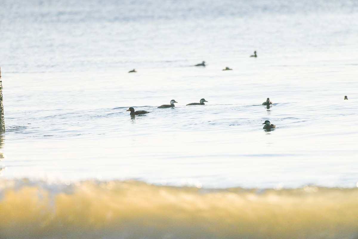 amerikasvartand - ML647465733