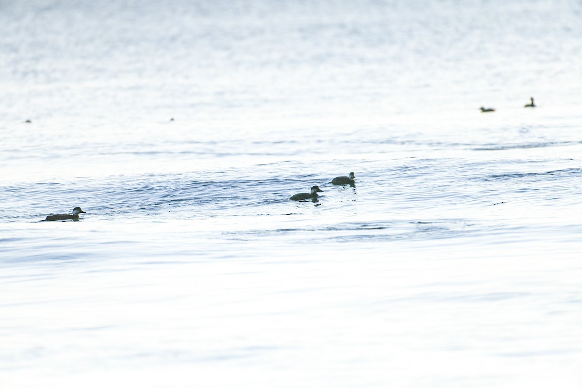 amerikasvartand - ML647465734