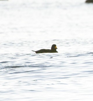 amerikasvartand - ML647465735