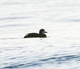 amerikasvartand - ML647465736