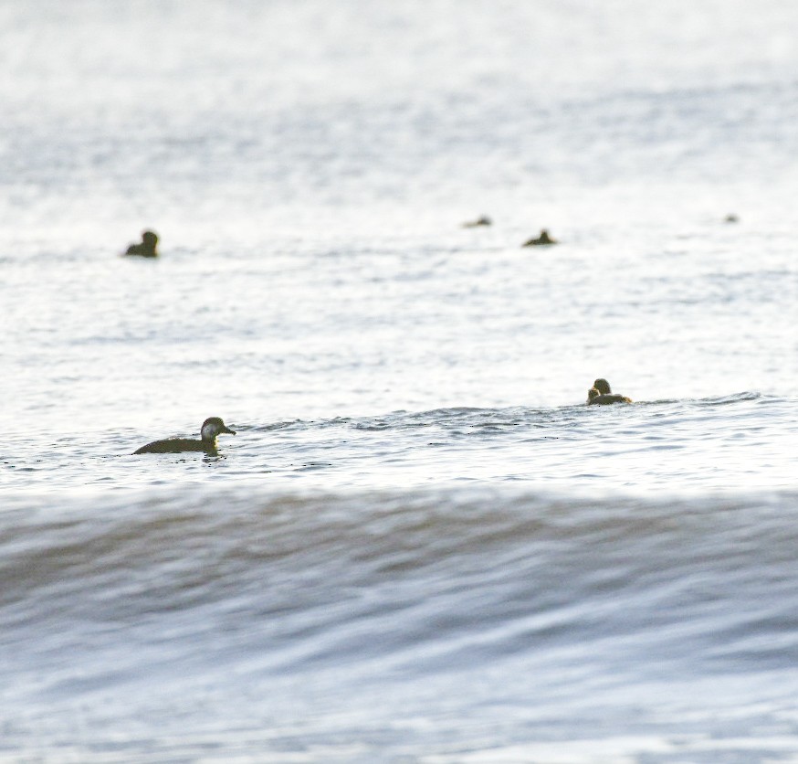 amerikasvartand - ML647465737