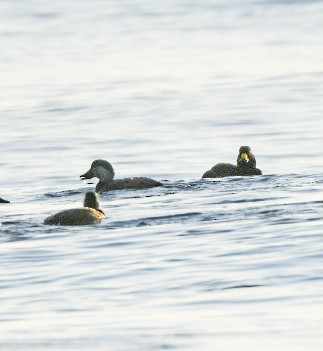 amerikasvartand - ML647465738