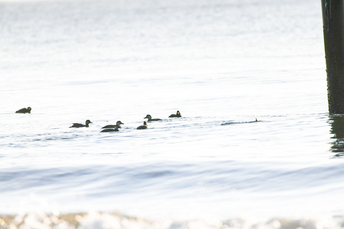 amerikasvartand - ML647465739