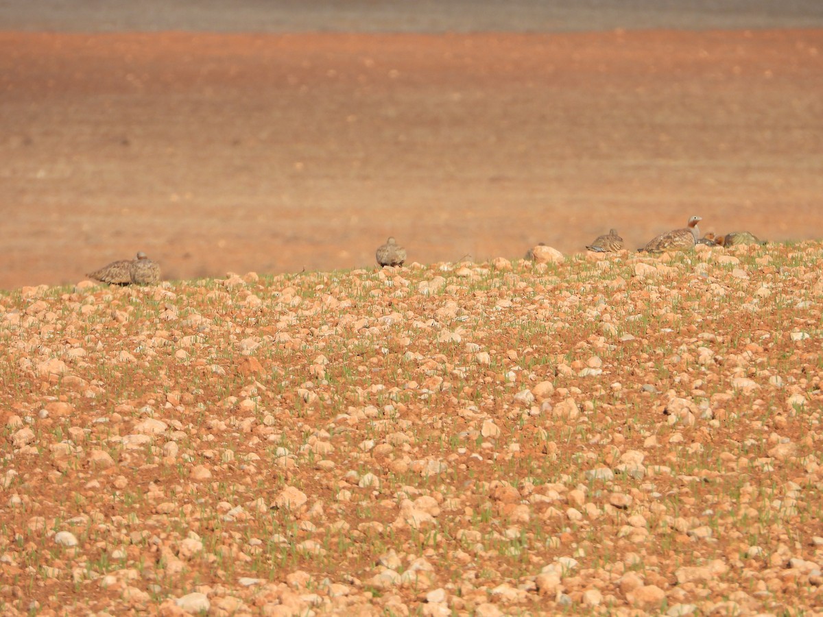 Black-bellied Sandgrouse - ML647465741
