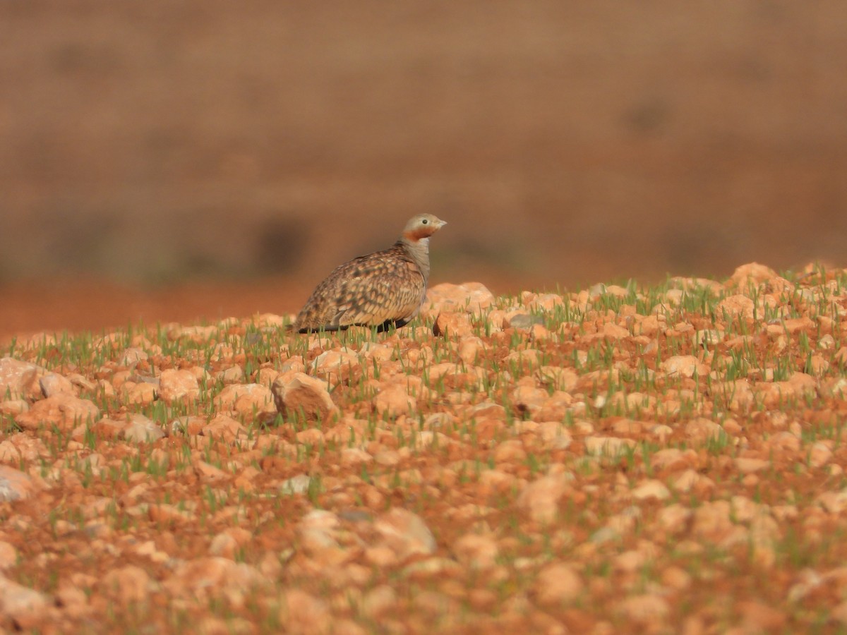 Black-bellied Sandgrouse - ML647465742