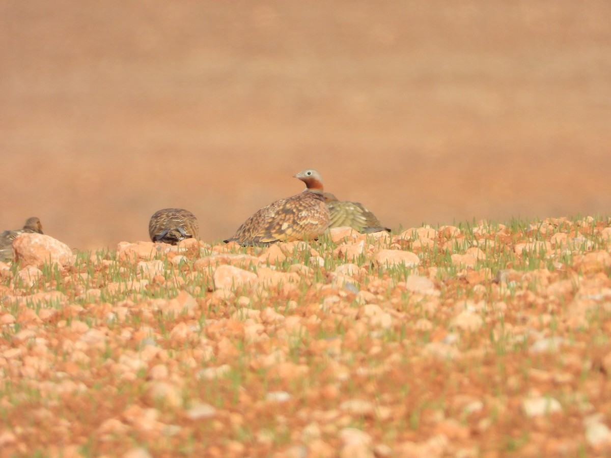 Black-bellied Sandgrouse - ML647465743