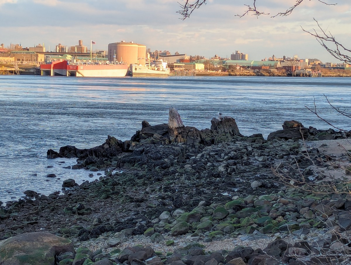 שחף בלתי-מזוהה - ML647465745