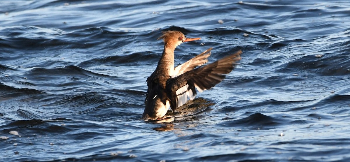 Red-breasted Merganser - ML647465746