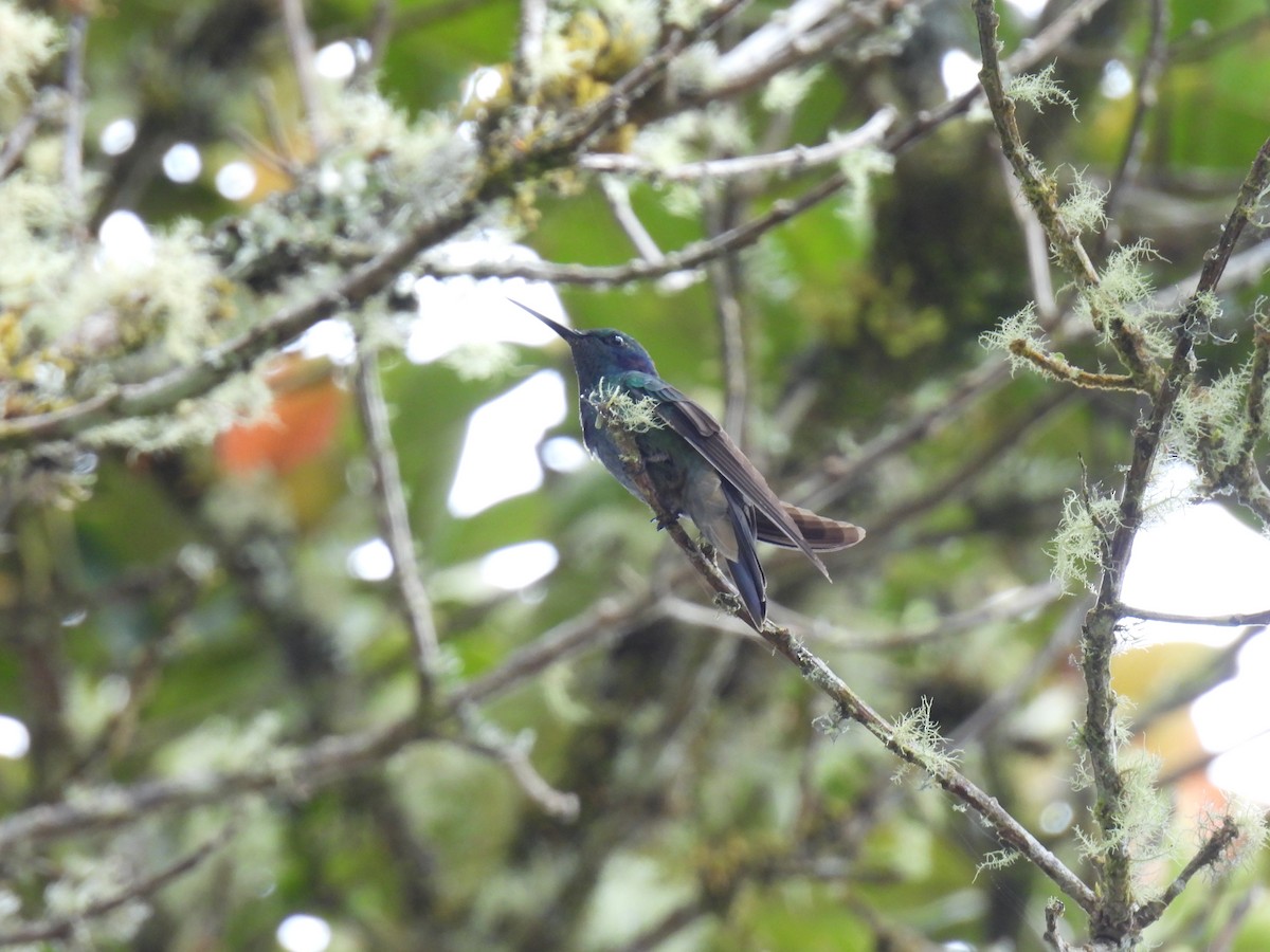 Sparkling Violetear - ML647465747