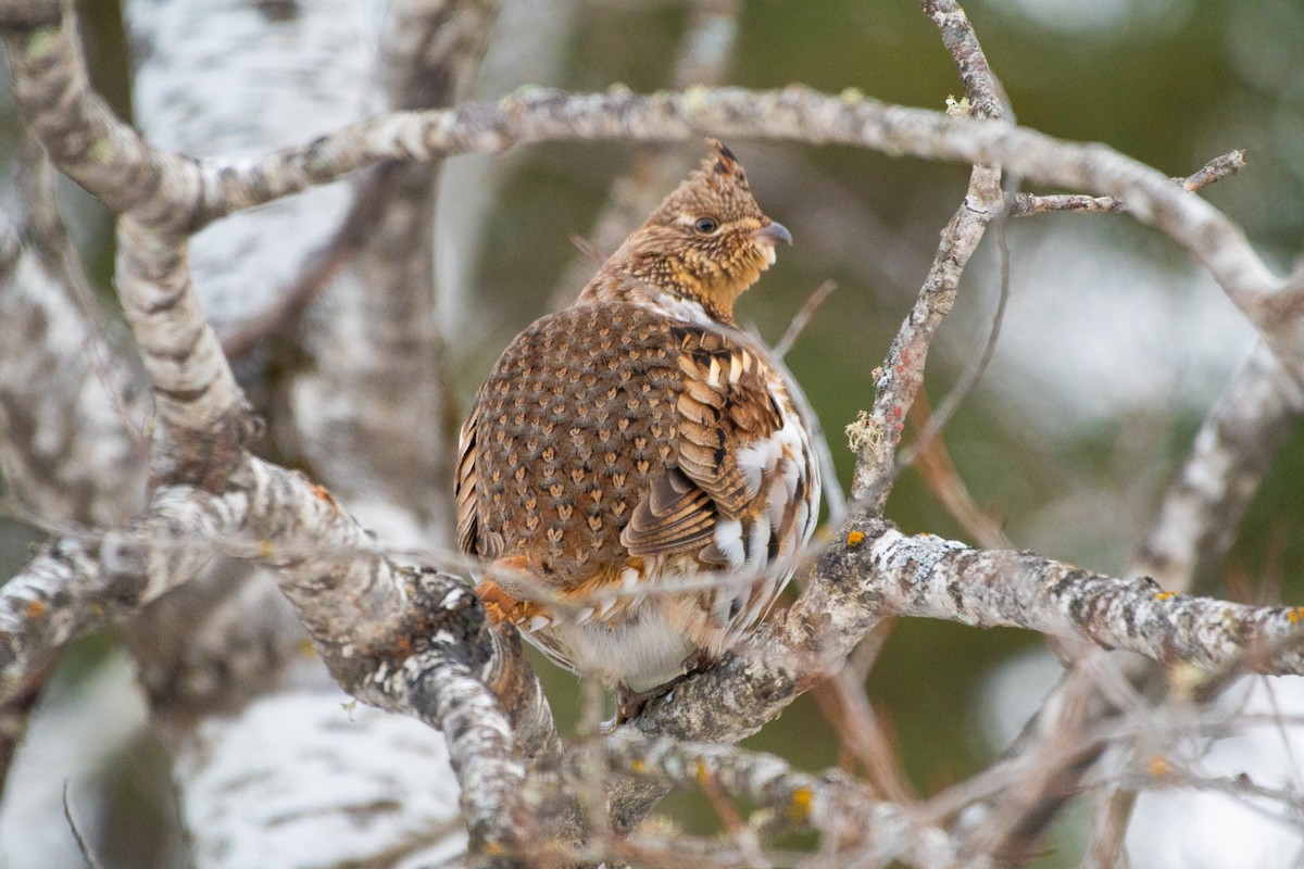 jeřábek kanadský - ML647465752