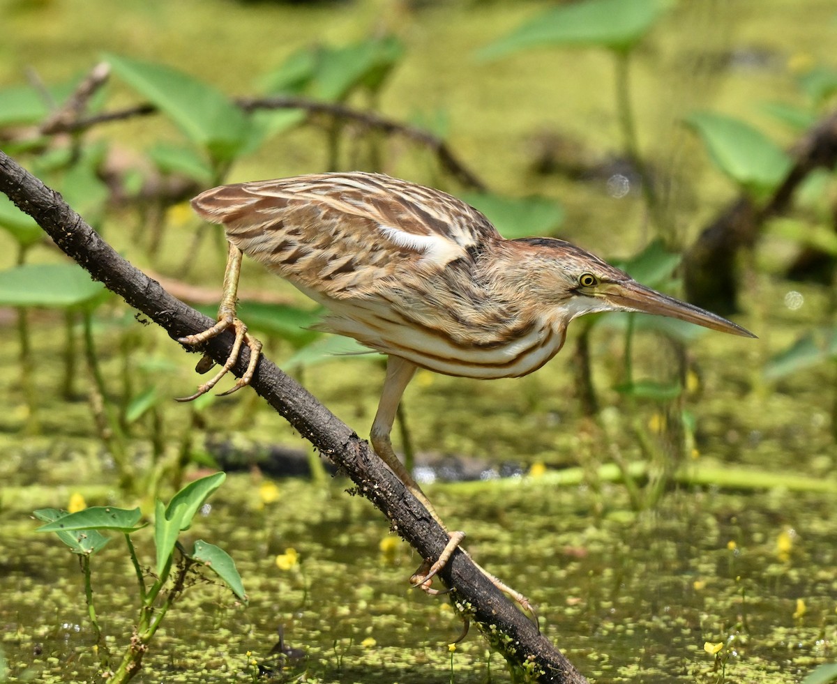 Китайский волчок - ML647465763