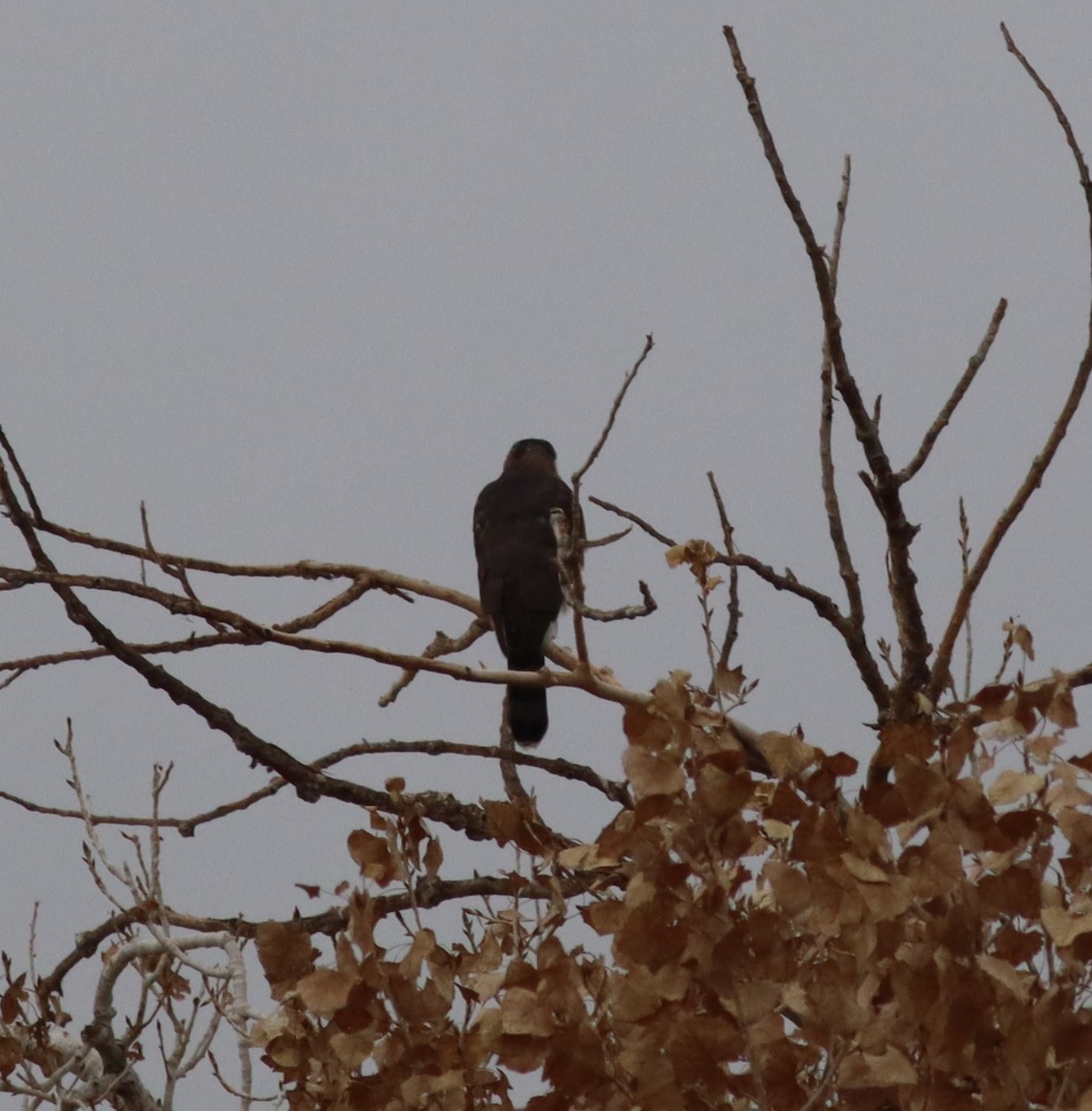 Cooper's Hawk - ML647465770