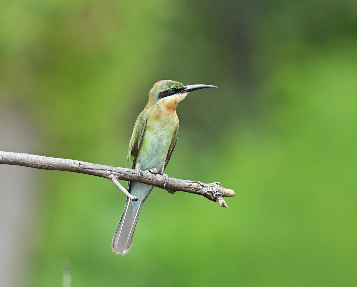 Синехвостая щурка - ML647465773