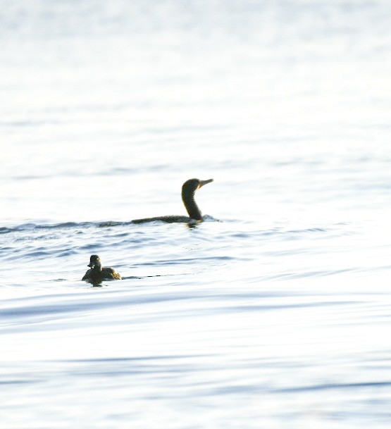 Ушастый баклан - ML647465788