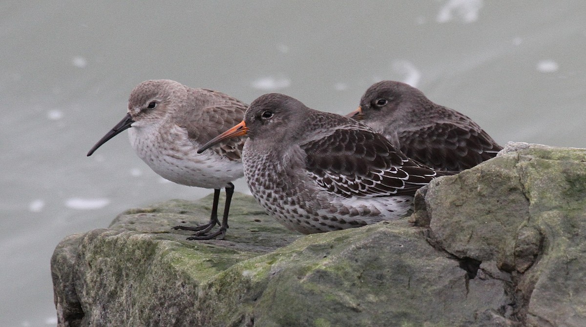 Dunlin - ML647465805