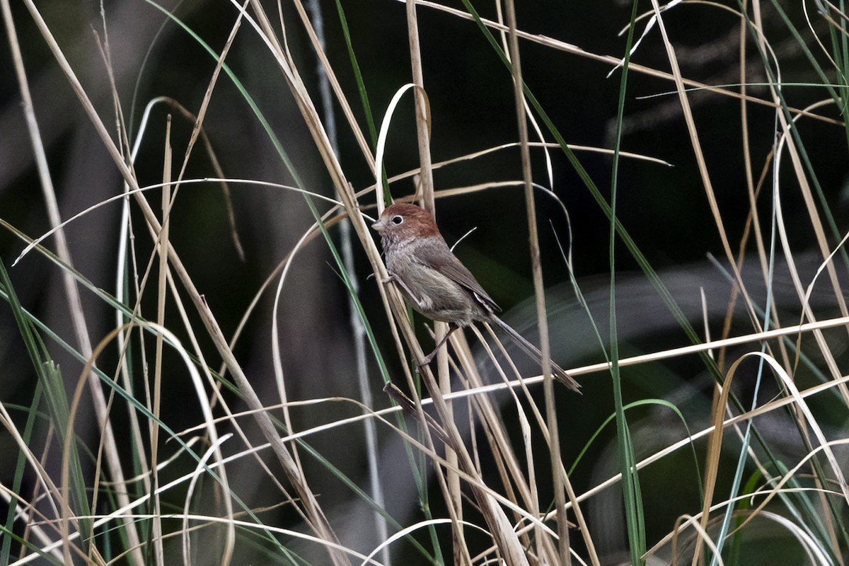 Picoloro de Yunnán - ML647465807